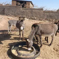 الاغ نر وماده|حیوانات مزرعه|گرمسار, |دیوار