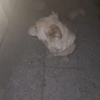 سگ خانگی