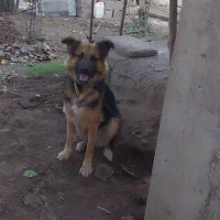 واگذاری سگ ژرمن