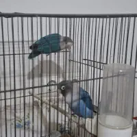 کوتوله برزیلی|پرنده|دزفول, |دیوار