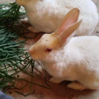 خرگوش|موش و خرگوش|یزد, |دیوار