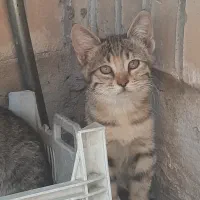 واگذاری گربه