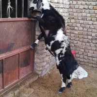 بره قوچی همه چی تموم