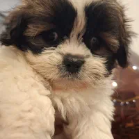 سگ پودل مالتز|سگ|پردیس, فاز ۱۱|دیوار