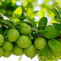 تولید نهال گوجه سبز نخجوان