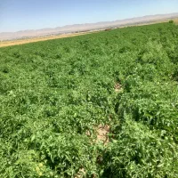 کشاورزی اجاره ۱۴نیم از اب چاه هر۵روز قوچان
