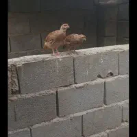 کپینچر یا بلدرچین