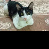 واگذاری نیلو خانوم