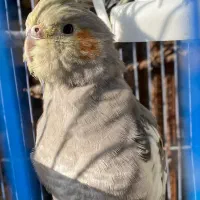 عروس هلندی آماده نصب کشی|پرنده|نهاوند, |دیوار