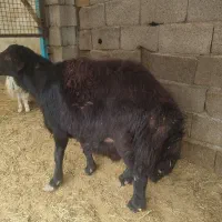 قوچ قزل افشار کار بلد