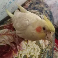 لوتینو اصل چشم شرابی|پرنده|بهشهر, |دیوار