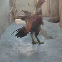 جوجه لاری 8ماهه|حیوانات مزرعه|کرمانشاه, |دیوار