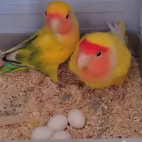 برزیلی و چهار تخم نطفه دار