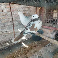 کبوتر خانگی|پرنده|ایرانشهر, |دیوار