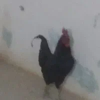 خروس محلی