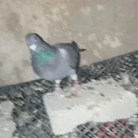 کبوتر