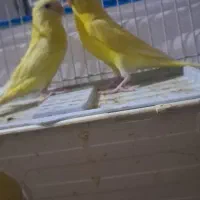 جفت مرغ عشق هلندی