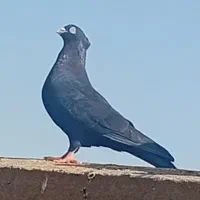 چندتا کفتر