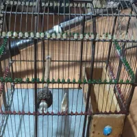 قفس سهره دست ساز