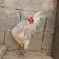 خروس