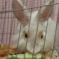 خرگوش بامزه وبازیگوش