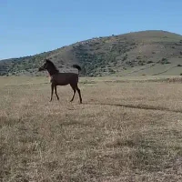 کره اسب نریان