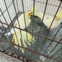 عروس هلندی نرو ماده به شرط سالمی|پرنده|قم, تعویض پلاک|دیوار