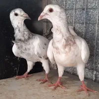 کبوتر آس پر فری وپلنگ سیاه