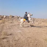 اسب  سواری دار