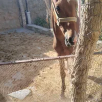اسب