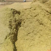 کاه عدس سبز امسال|لوازم جانبی حیوانات|نورآباد ممسنی, |دیوار