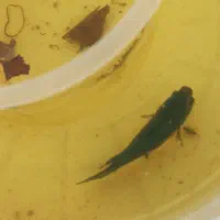 ۲عدد فایتر ماده