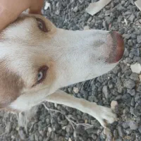 سگ هاسکی|سگ|طسوج, |دیوار