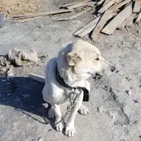 سگ نژاد آلابای|سگ|کرمانشاه, |دیوار