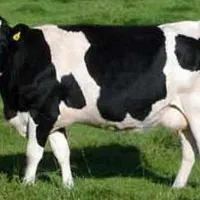 فروش ویژه محصولات دامی وتیو رشامل محصولات نهاده