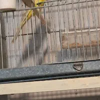 قناری رسمی بلند نرماده|پرنده|همدان, |دیوار