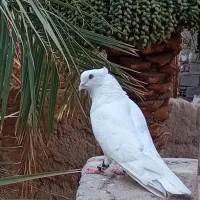سفید