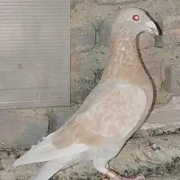 کفتر|پرنده|تهران, پامنار|دیوار