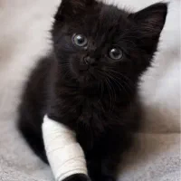 واگذاری گربه