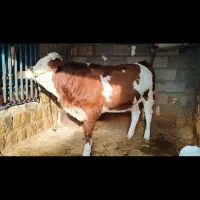 گوساله ماده