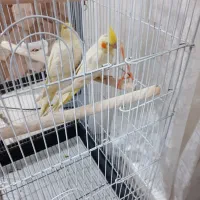 عروس هلندی چهارماهه دستی|پرنده|هشتگرد, شهرک پارسیان|دیوار