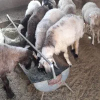 گوسفند بره نر|حیوانات مزرعه|یزد, |دیوار