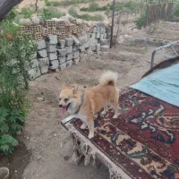 سگ پاپی|سگ|باغ بهادران, |دیوار