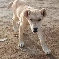 ماده دلع فروشی ذات عالی