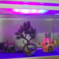 اکواریوم ماهی|ماهی|تهران, امیریه|دیوار
