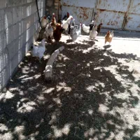 خروس فروشی
