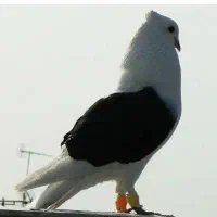 کبوتر