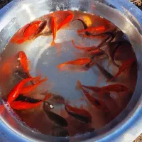 ماهی قرمز|ماهی|قرق, |دیوار