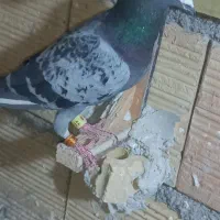 صیدبوم بلند