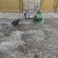 دوتا نر پلاکی یا شهرستانی|پرنده|مشکین‌دشت, |دیوار